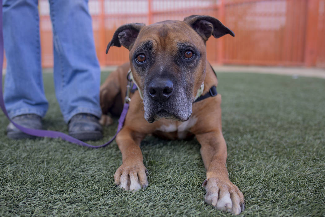 Louie, an eight-year-old mix breed available for adoption, works on manner exercises with Nicol ...