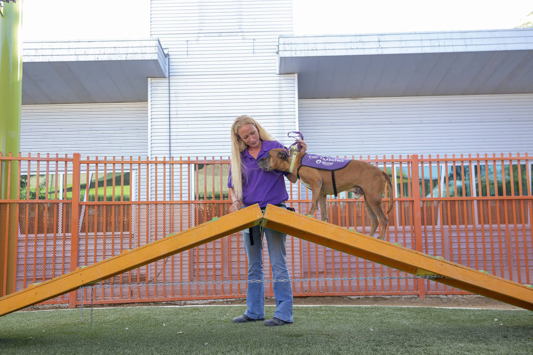 Nicole Fox, an enrichment specialist for the Animal Foundation, trains Louie, an eight-year-old ...