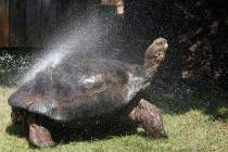 FILE--A Galapagos Tortoise cools off in a shower of water at the Oklahoma City Zoo Thursday, Ju ...
