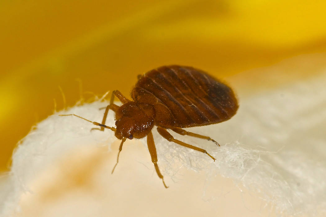 Photo of a bedbug. (Getty Images)