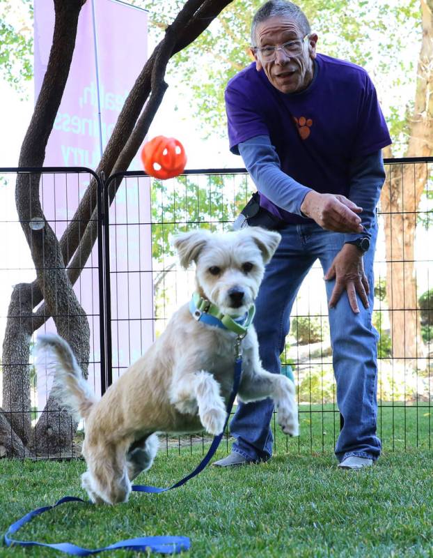 Mike D'Amore, a volunteer at the Animal Foundation, plays with Max, a Terrier Mix, at Dignity H ...