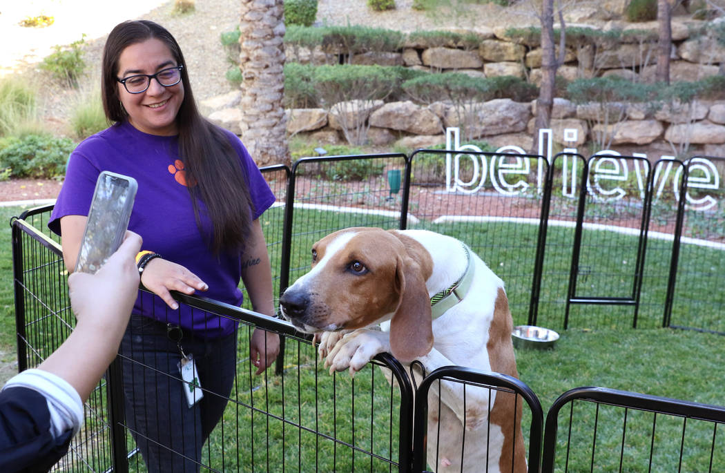 Agencies Team Up For Free Pet Adoption Event In Las Vegas Las Vegas Review Journal