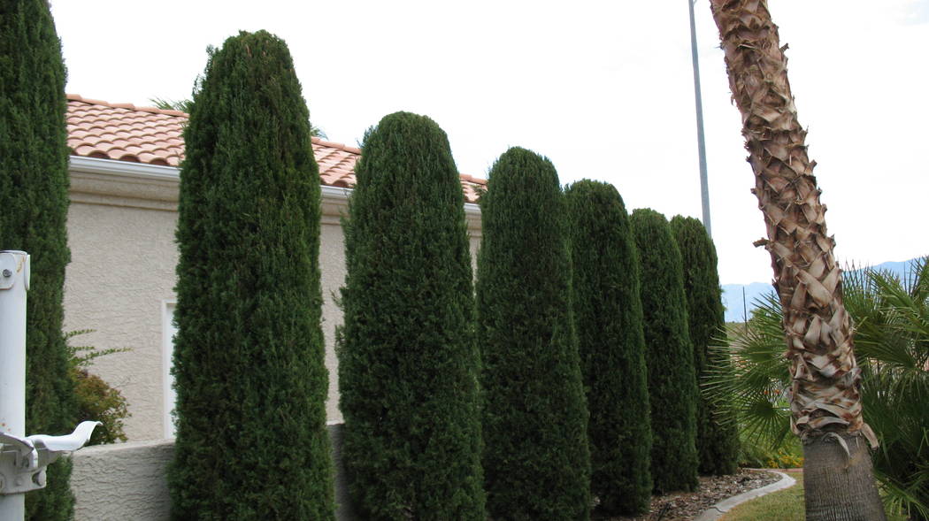 Italian cypress trees make a good visual barrier but are tall. (Bob Morris)