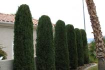 Italian cypress trees make a good visual barrier but are tall. (Bob Morris)