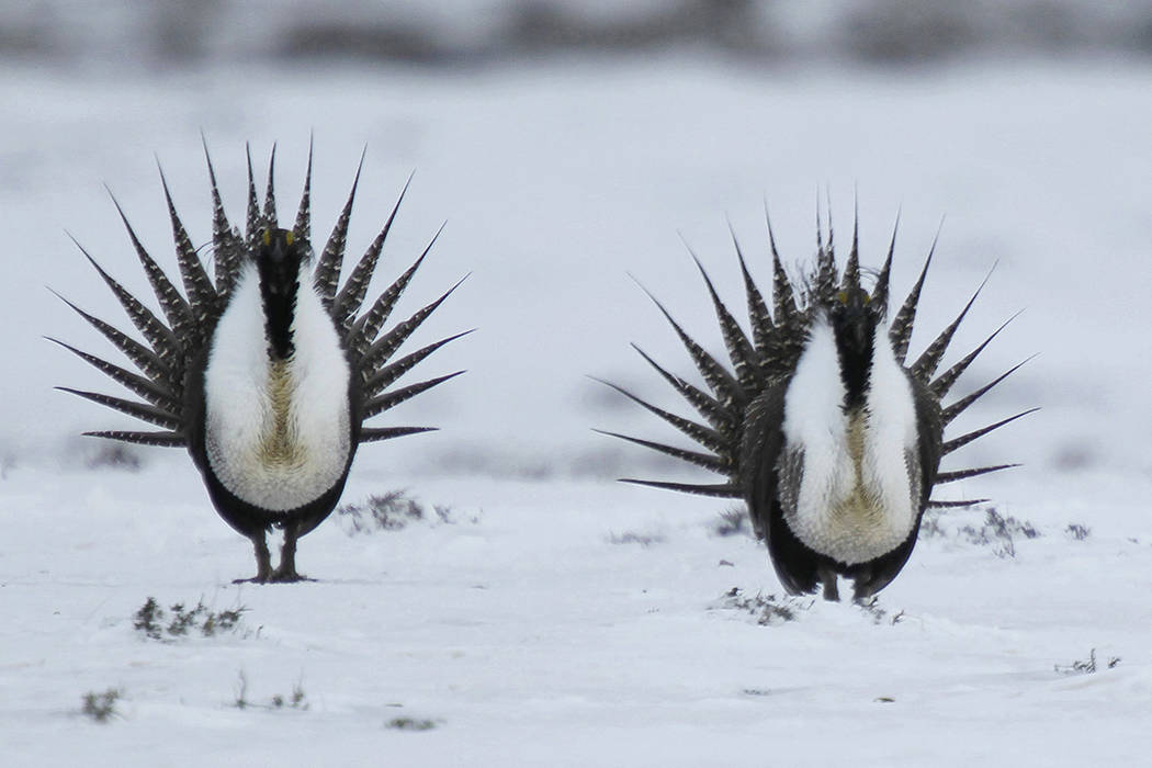 FILE - In this April 20, 2013 file photo, male Greater Sage Grouse perform a mating ritual on a ...