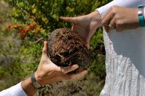 Les Ansley, and his wife Paula, collect fresh elephant dung in the Botlierskop Private Game Res ...