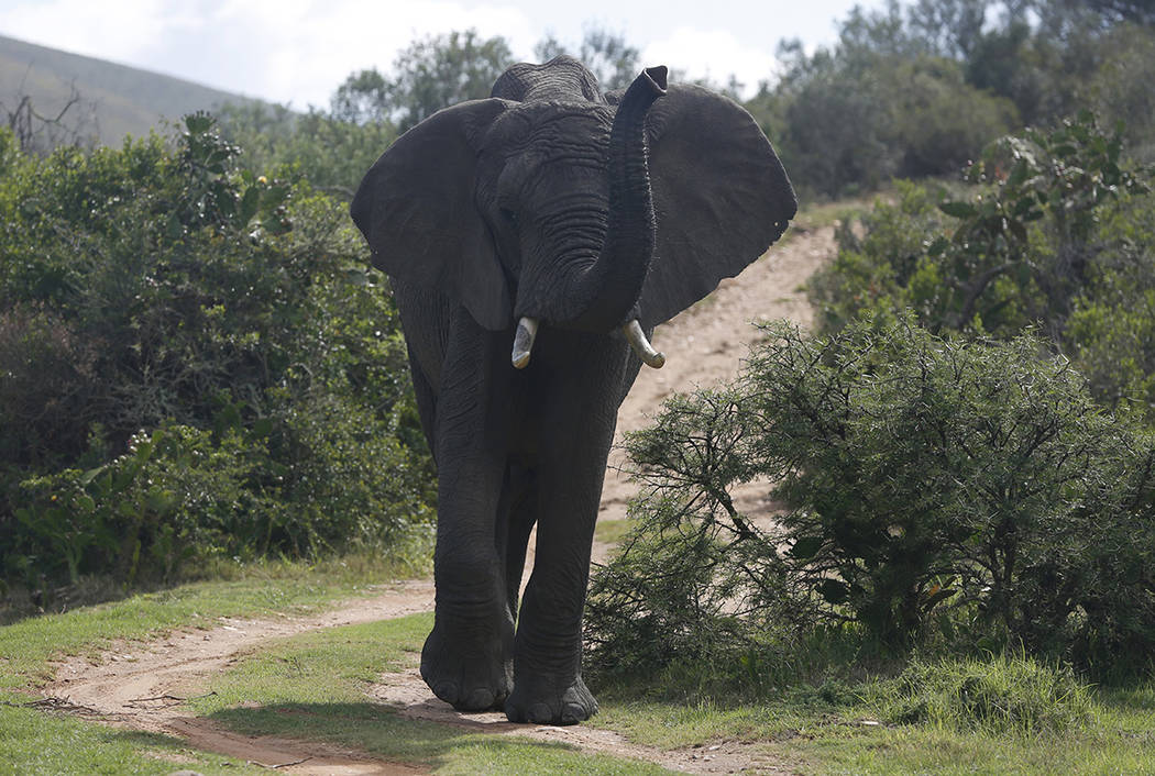 An elephant forages for food at Botlierskop Private Game Reserve, near Mossel Bay, South Africa ...