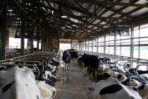 In a June 29, 2017, file photo, cows stand in stalls at dairy farm in Sauk City, Wis. Americans ...