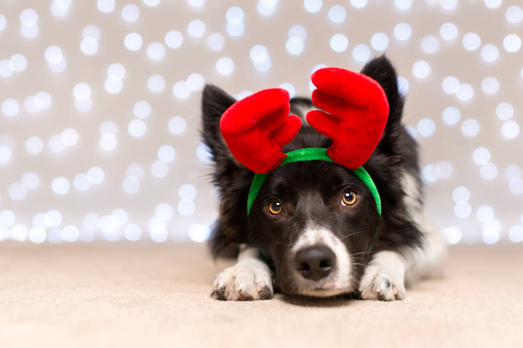 Black and White Border Collie with Antlers and Fairy Light Bokeh. (Getty Images)