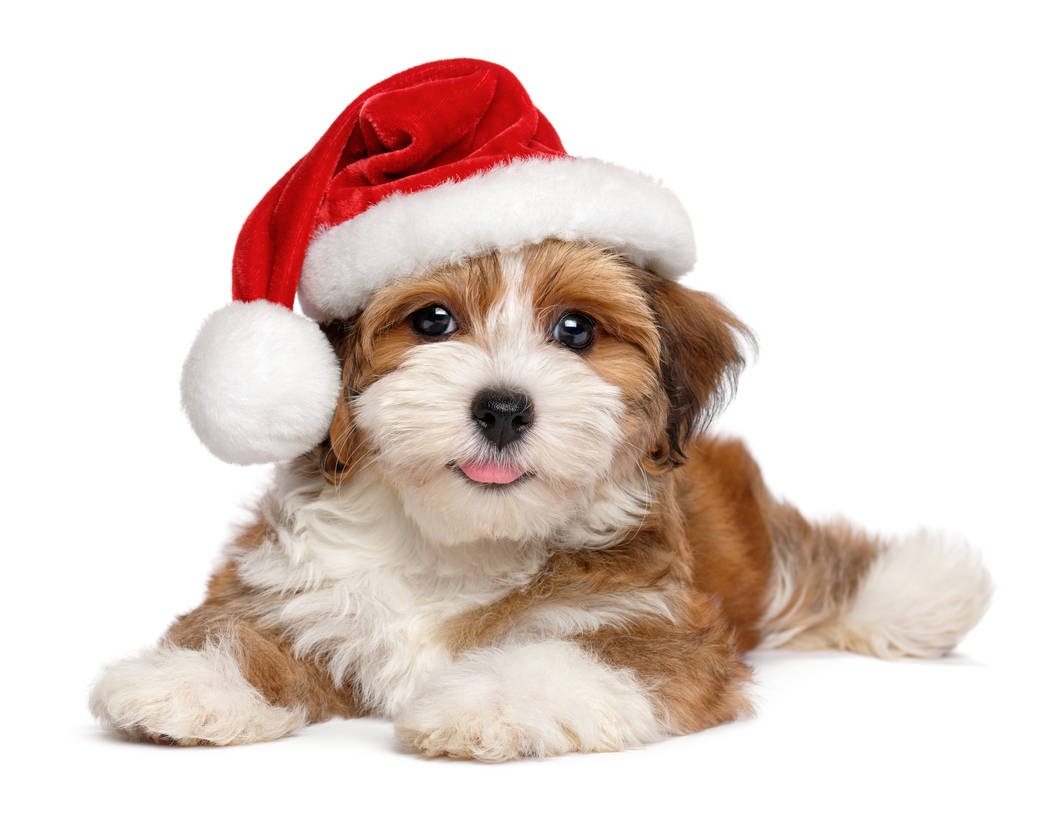 Happy smiling Bichon Havanese puppy dog is wearing a Christmas Santa hat. (Getty Images)