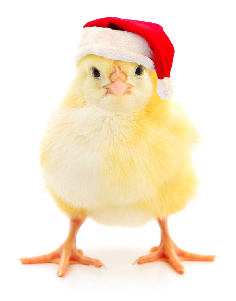 Chicken in a red Santa Claus hat isolated on white. (Getty Images)