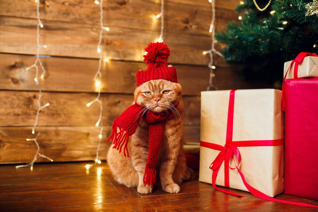 Red British cat in knitted hat and scarf sitting under Christmas tree and present boxes.(Getty ...