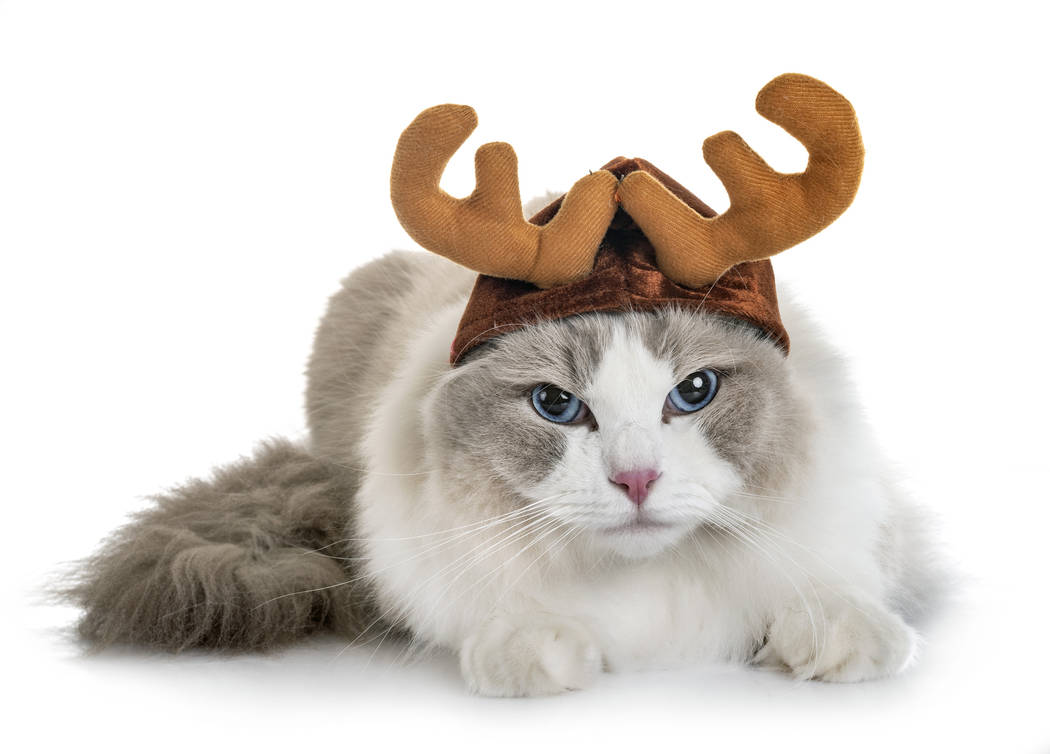 Ragdoll cat dressed for Christmas. (Getty Images)