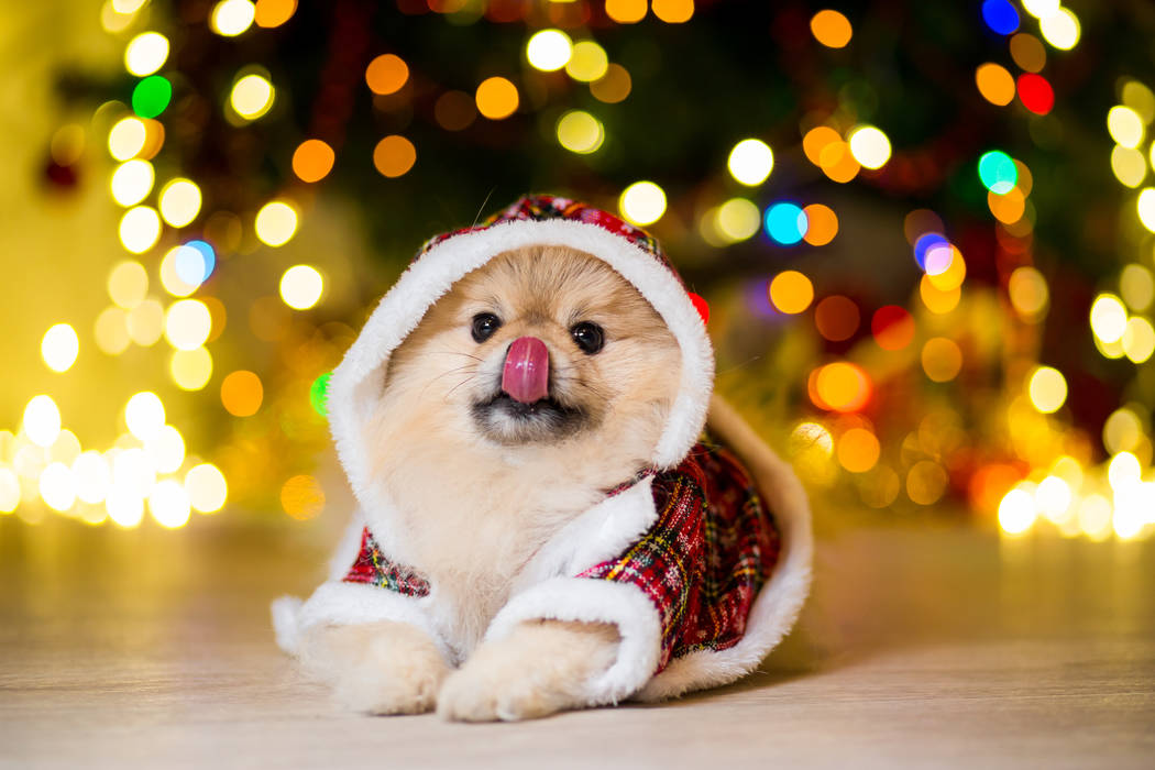 A dog of the Pomeranian dog in a gnome costume near a Christmas tree with garlands. (Getty Images)