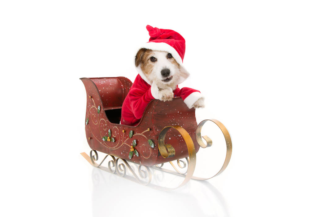 Jack russell inside a sleigh wearing a santa claus costume. (Getty Images)