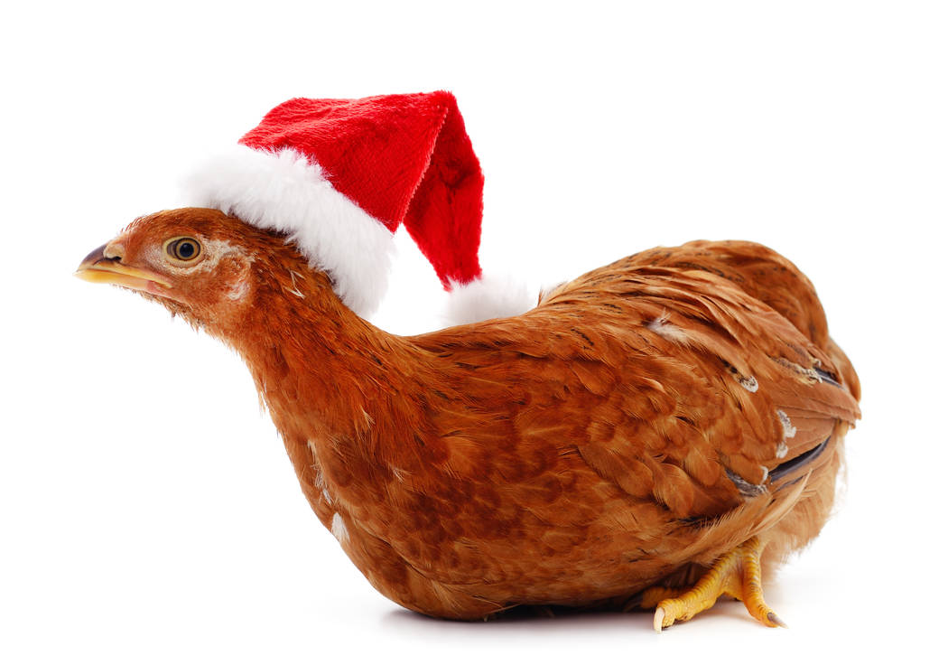 Chicken in Christmas hat. (Getty Images)