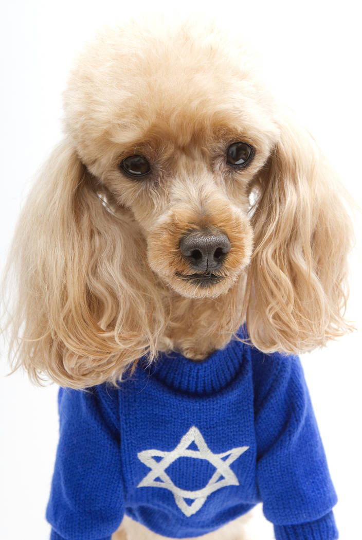 A poodle wearing a blue Hanukkah sweater. (Getty Images)