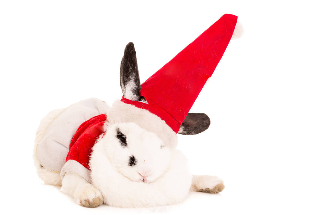 A rabbit with a Christmas costume. (Getty Images)