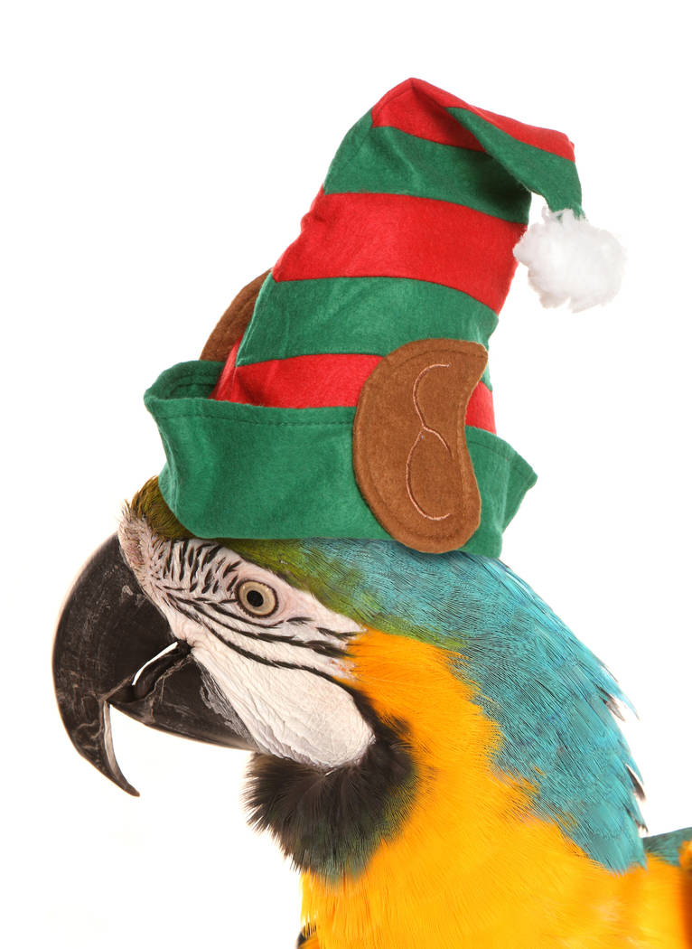 Macaw parrot wearing a christmas elf hat studio cutout. (Getty Images)