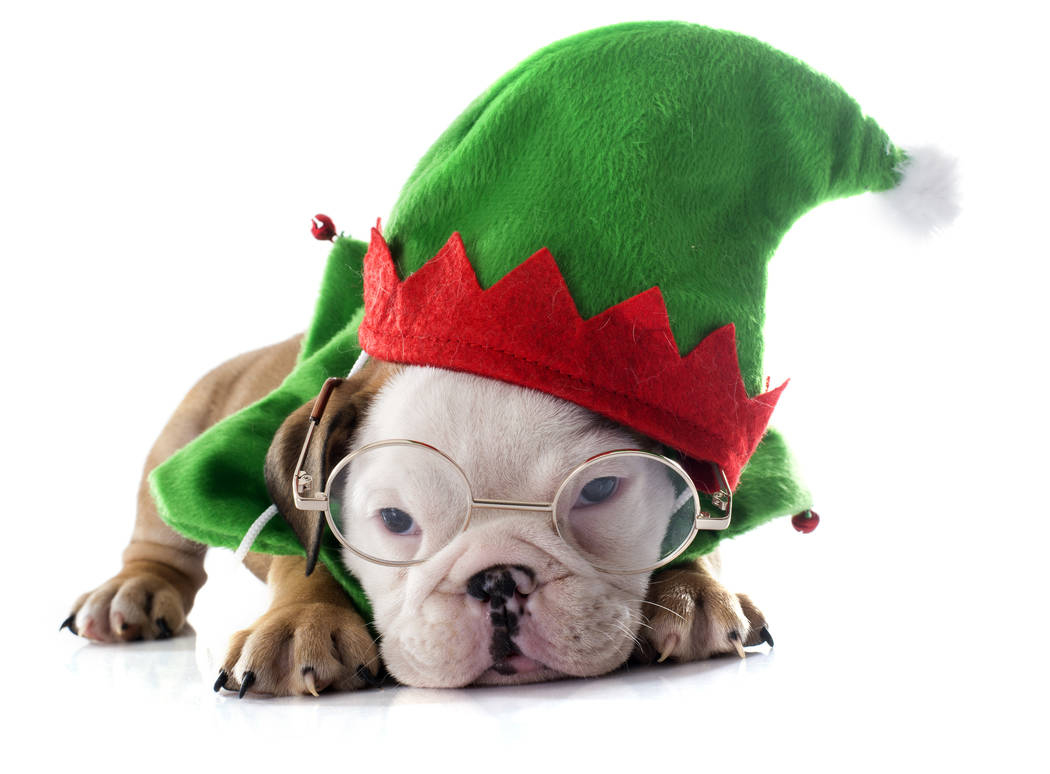 Christmas puppy English bulldog. (Getty Images)