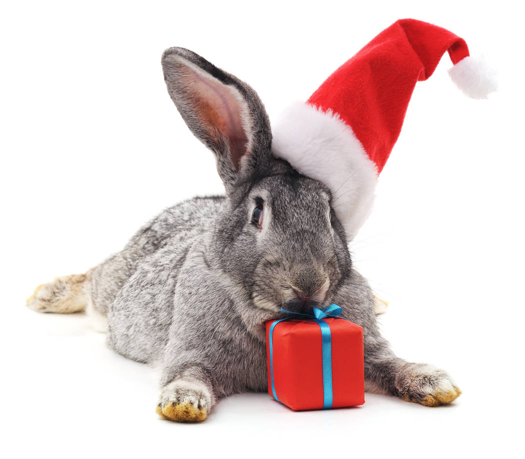 Rabbit in a Christmas hat. (Getty Images)
