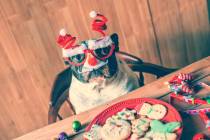 Dog with Christmas glasses on a table with cookies and Christmas objects. (Getty Images)