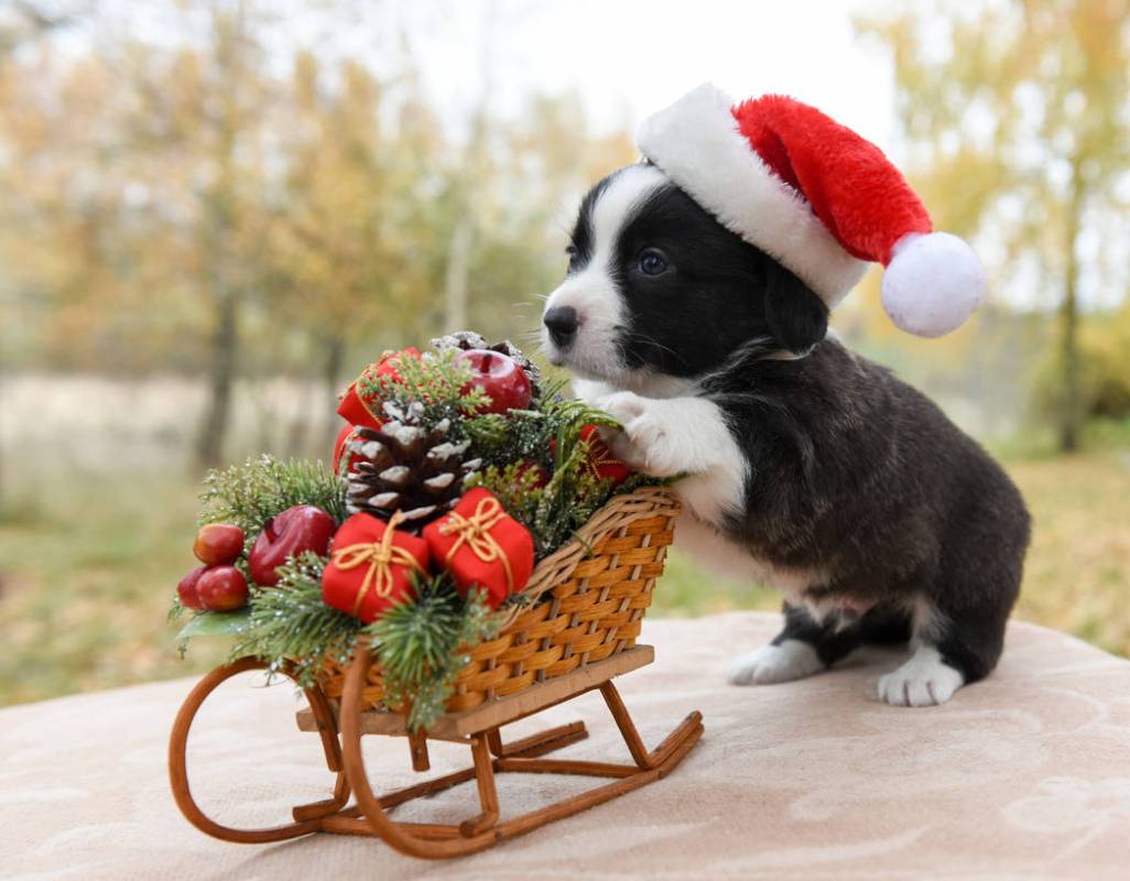 Funny Welsh corgi pembroke puppy in santa hat and New Year sled with gifts. (Getty Images)