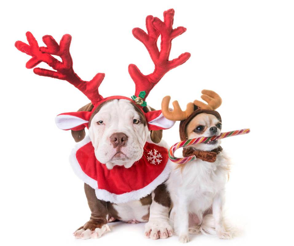 American bully and chihuahua dressed for Christmas. (Getty Images)