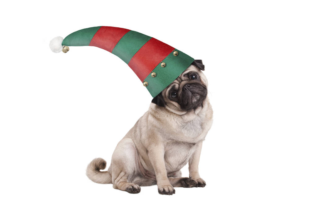 Cute Christmas pug puppy dog, sitting down wearing red and green elf hat. (Getty Images)