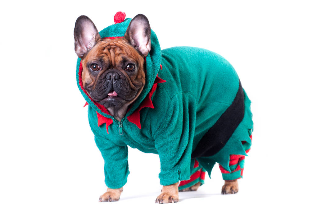 Funny french bulldog in green elf suit. (Getty Images)