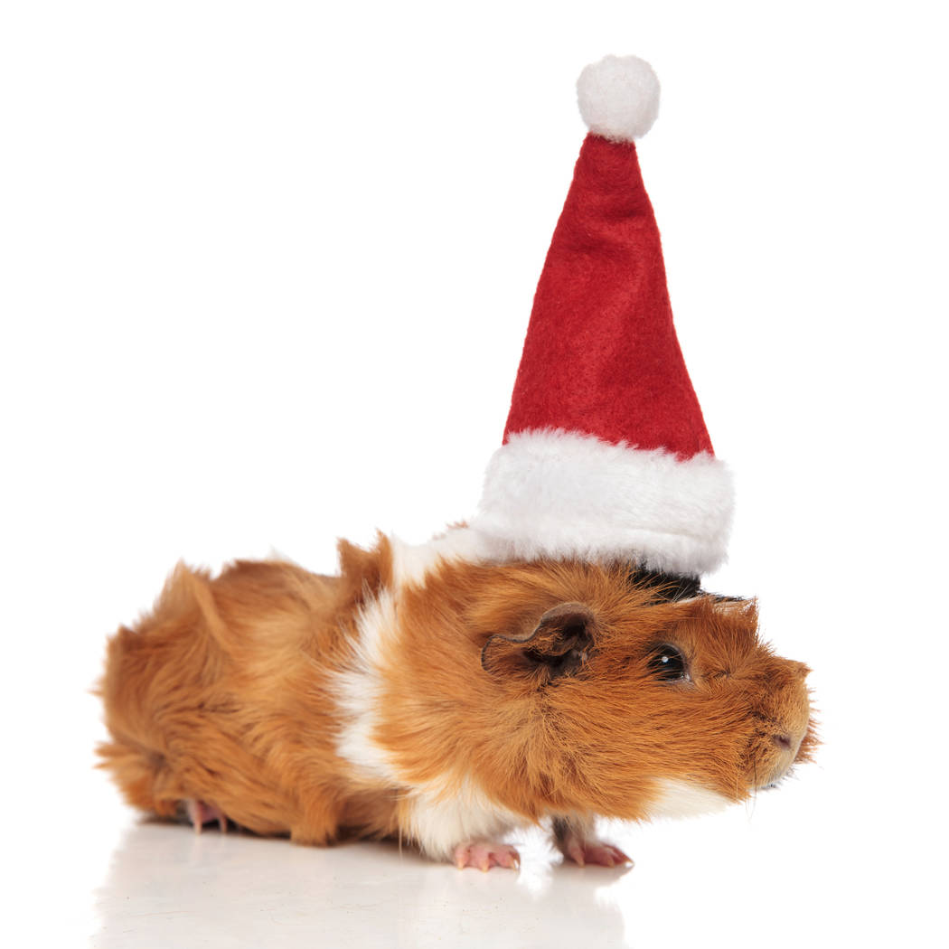 furry brown guinea pig wearing santa cap looks to side. (Getty Images)