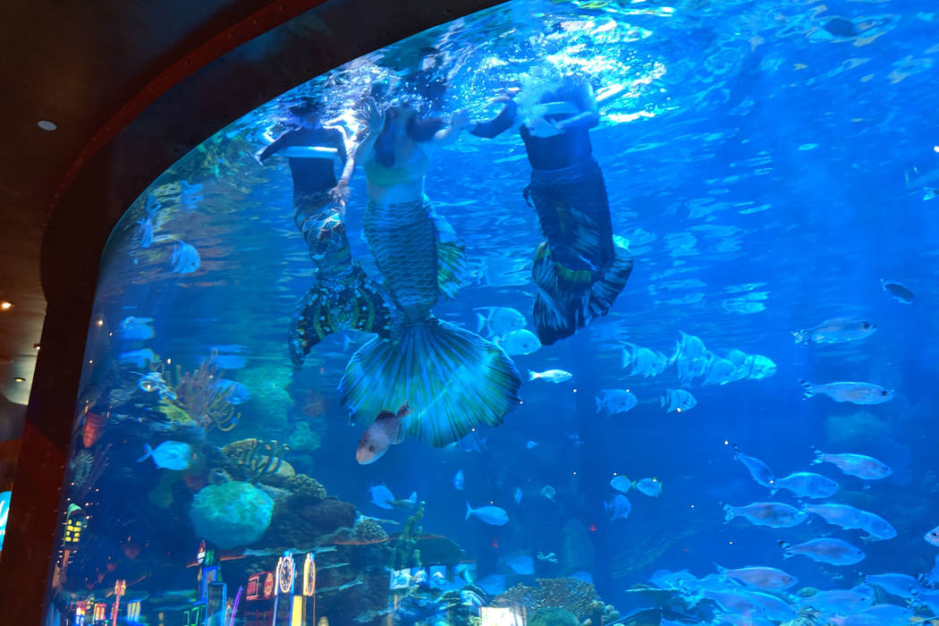 A Mermaid School lesson at Silverton's aquarium is seen from below. (Stacy D'Alessandro)