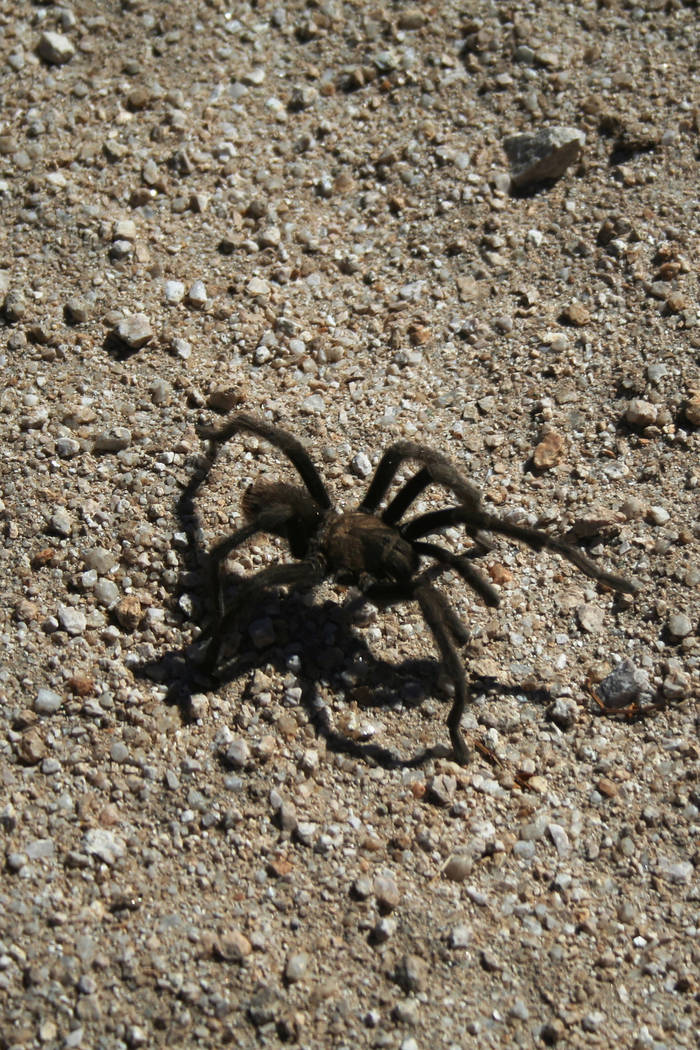 Look out for tarantulas along Southern Nevada trails Deborah Wall