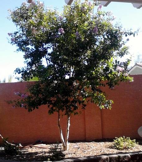 Crepe Myrtle small tree