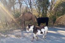 This Nov. 17, 2019 photo provided by the Goddard Police Department shows a camel, donkey and a ...