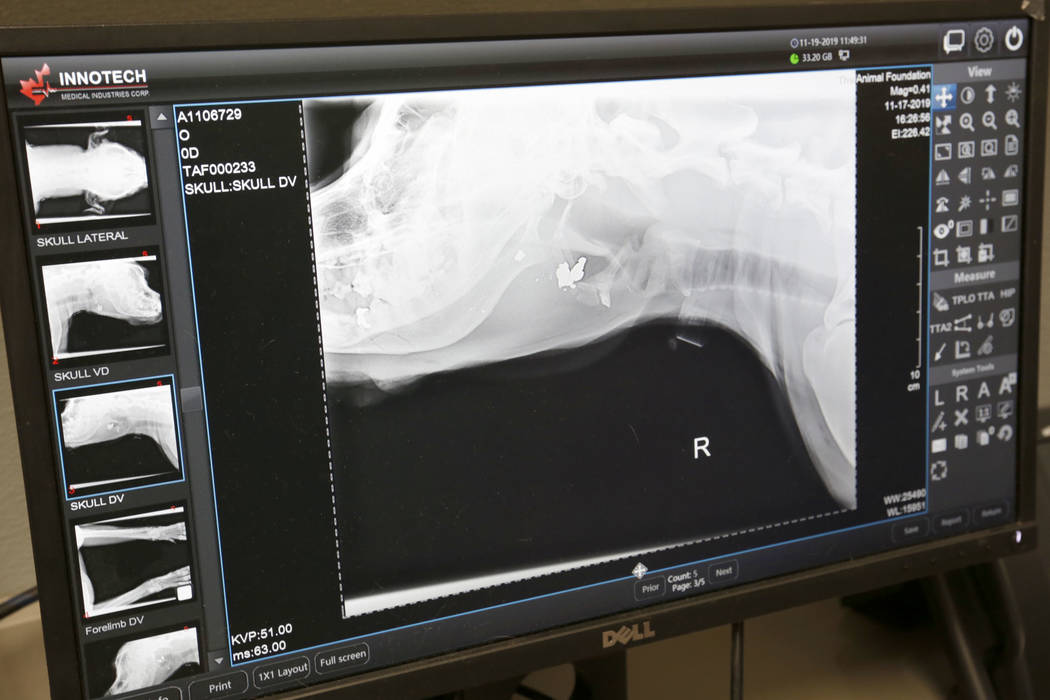 A X-ray image of a dog named Dudley is seen at Animal Foundation in Las Vegas, Tuesday, Nov.19, ...