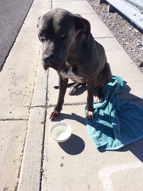 Dudley was found shot in the face on U.S. Highway 95, northwest of Las Vegas, on Sunday, Nov. 1 ...