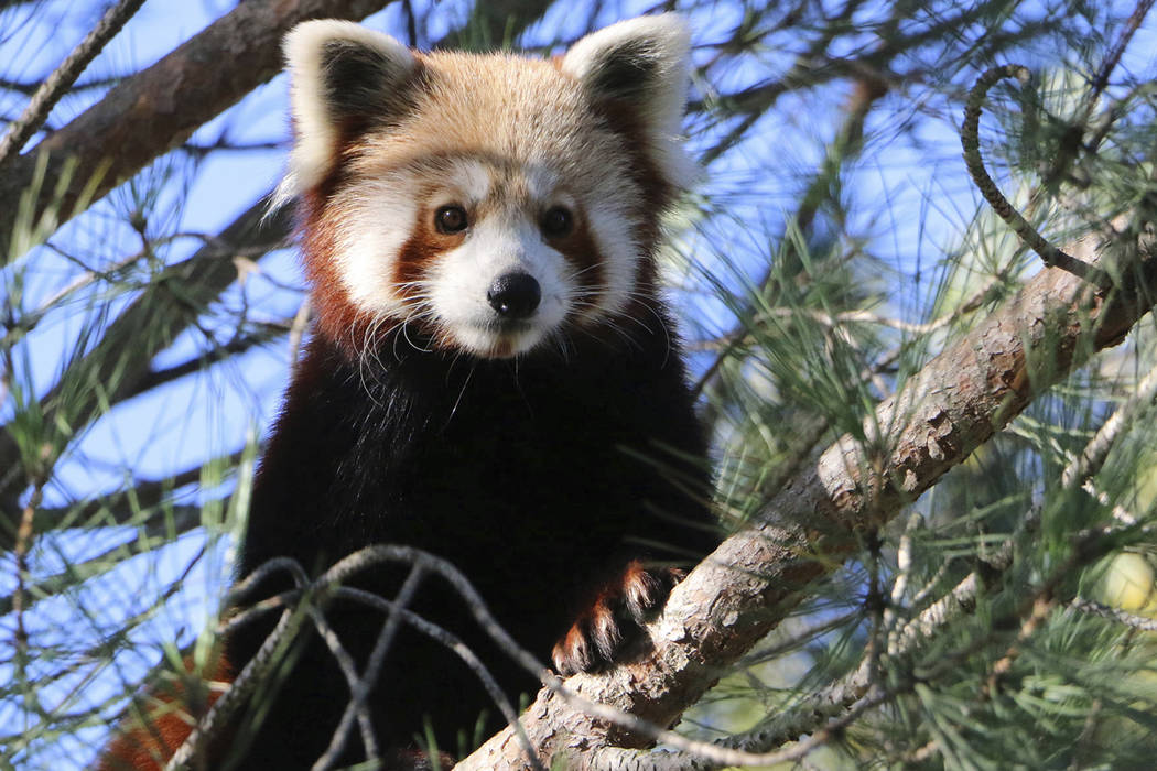This photo released by Saint-Martin-la-Plaine zoo shows the red panda that broke out of a zoo i ...
