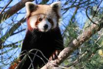 This photo released by Saint-Martin-la-Plaine zoo shows the red panda that broke out of a zoo i ...