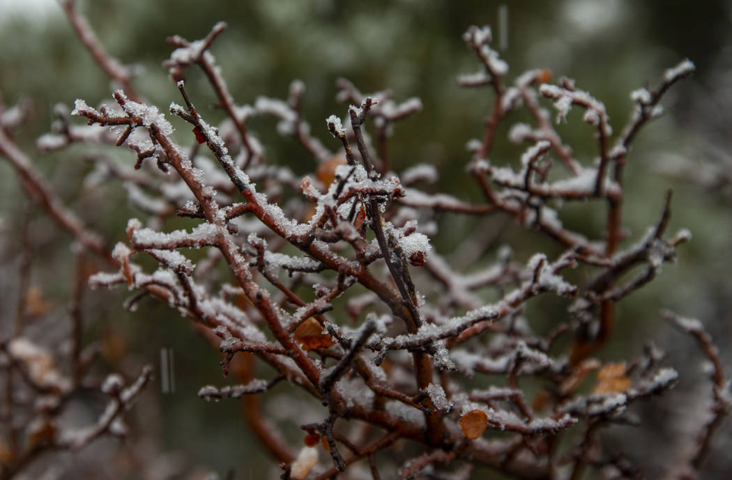 Snow falls on bushes along state Route 158 on Mount Charleston on Wednesday, Nov. 20, 2019. The ...