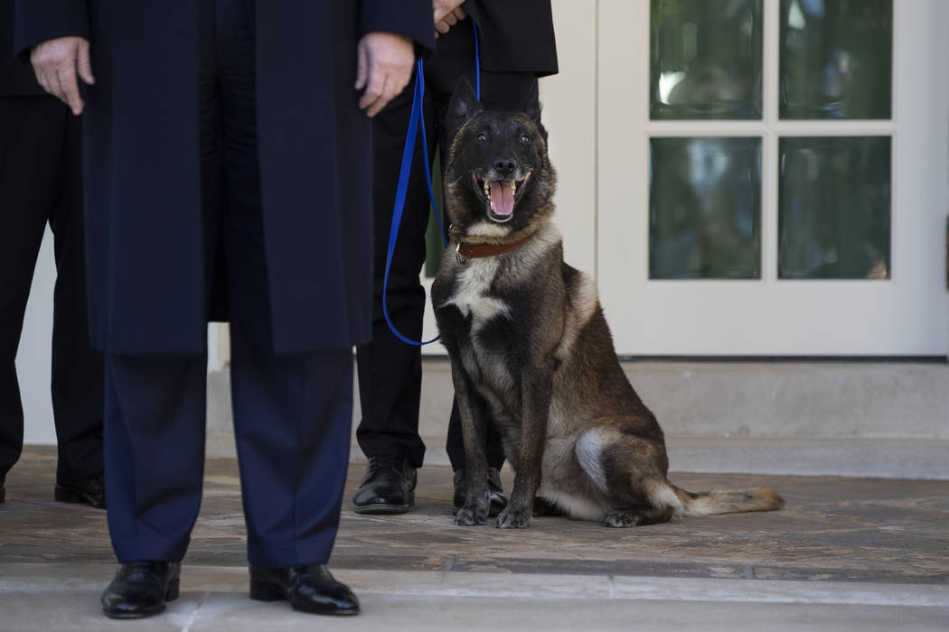 President Donald Trump stands with Conan, the U.S. Army dog that participated in the raid that ...