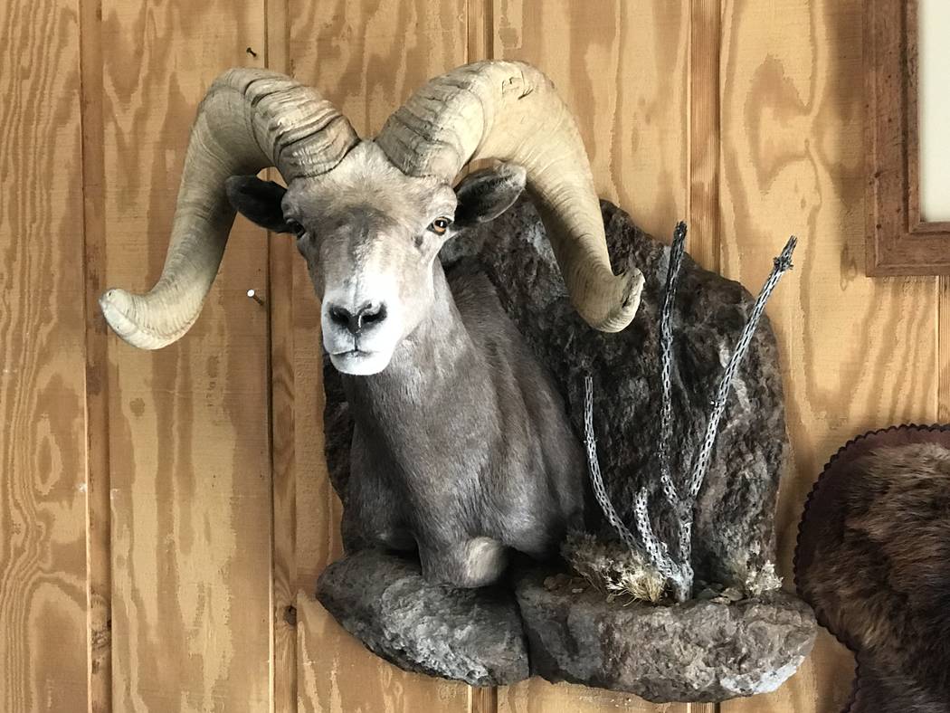 This Nevada desert bighorn sheep just came back from the taxidermist. For a quality mount, you ...