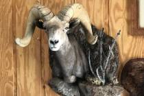 This Nevada desert bighorn sheep just came back from the taxidermist. For a quality mount, you ...