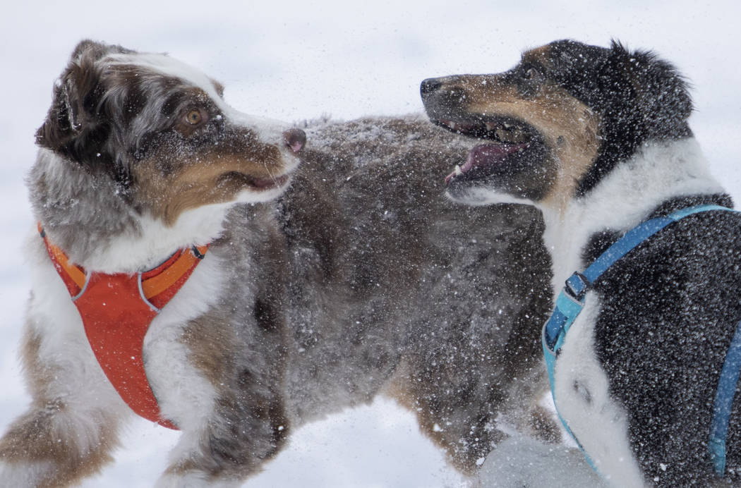 Australian shepards Pfeiffer, left, and Timp, owned by Chris Clark and his, wife Alissa Schiffr ...