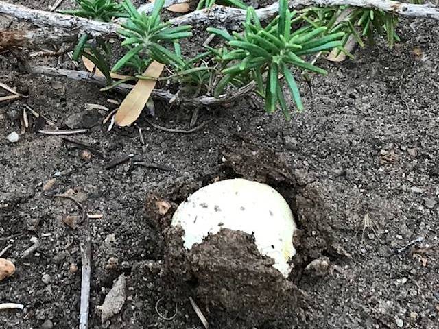 Mushrooms are common in the spring and fall months after rains when there is wood in the ground ...