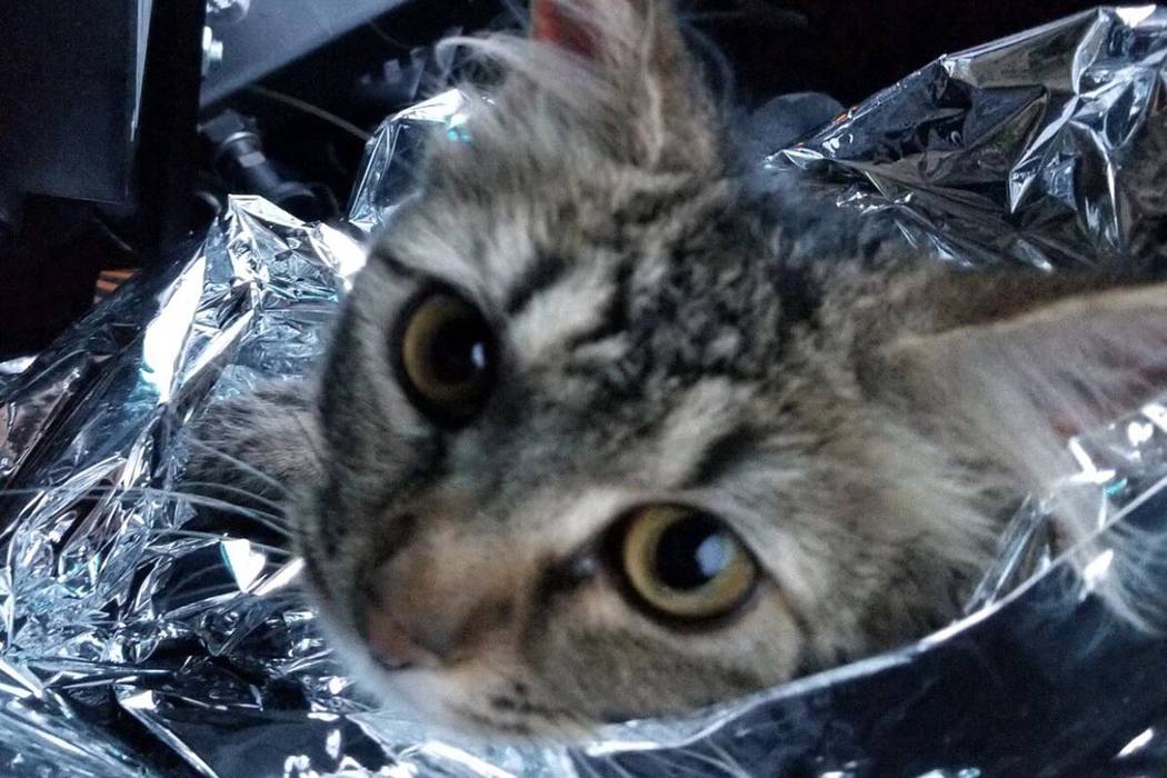 Scared wet best sale cat