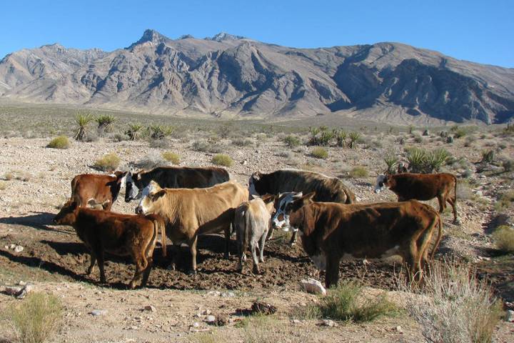 Cattle owned by rancher Cliven Bundy roam a range in the Gold Butte area near Bunkerville in 20 ...