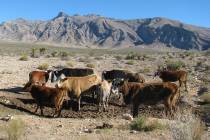 Cattle owned by rancher Cliven Bundy roam a range in the Gold Butte area near Bunkerville in 20 ...