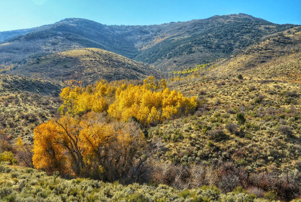 Fall leaves color the Ruby Mountains of Northern Nevada, where the U.S. Forest Service is study ...