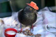 13126225_web1_HATTED-PIGEON-CAPTURED-DEC17-19_121619kc_003.jpg